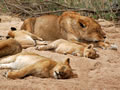 Sleeping Lion Family, Sabi Sand Game Reserve, &copy;Chris Carrick